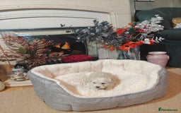 Mixed Breed dogs for sale: Bichon  - Image 2