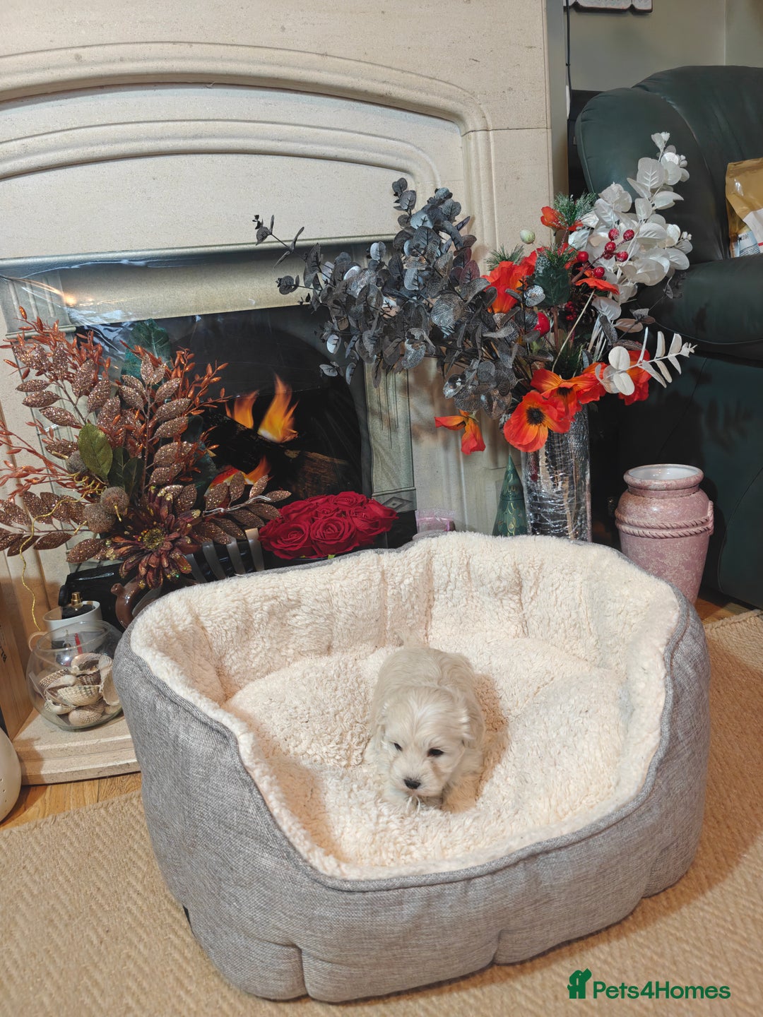 Mixed Breed dogs for sale: Bichon  - Image 2