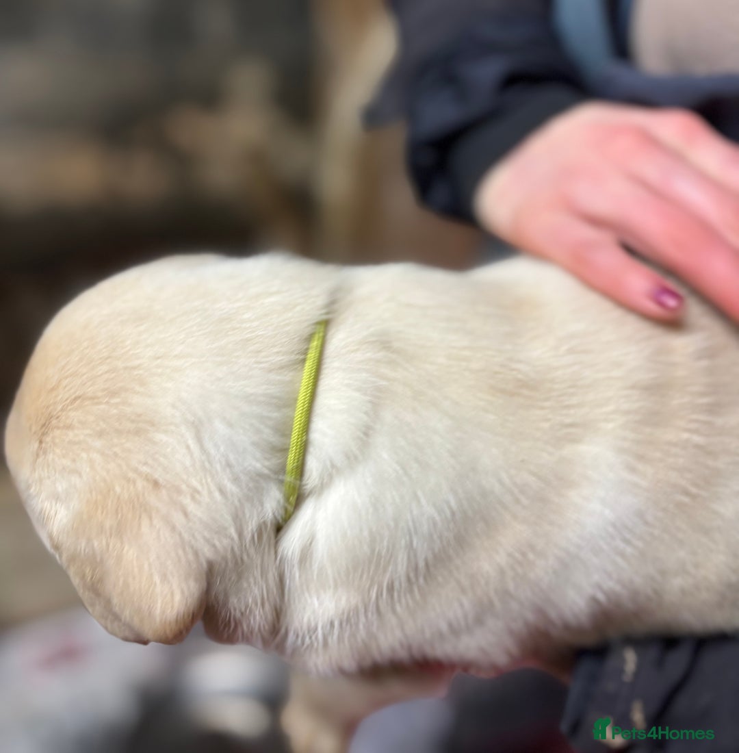 Labrador Retriever dogs for sale: Beautiful health tested Labrador puppies  - Advert 17