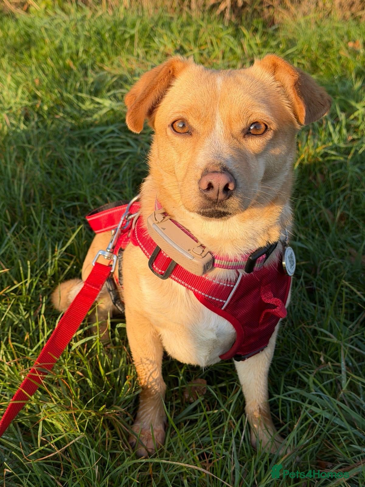 Mixed Breed dogs Klara, could you be her special person ❤️ - Advert 21