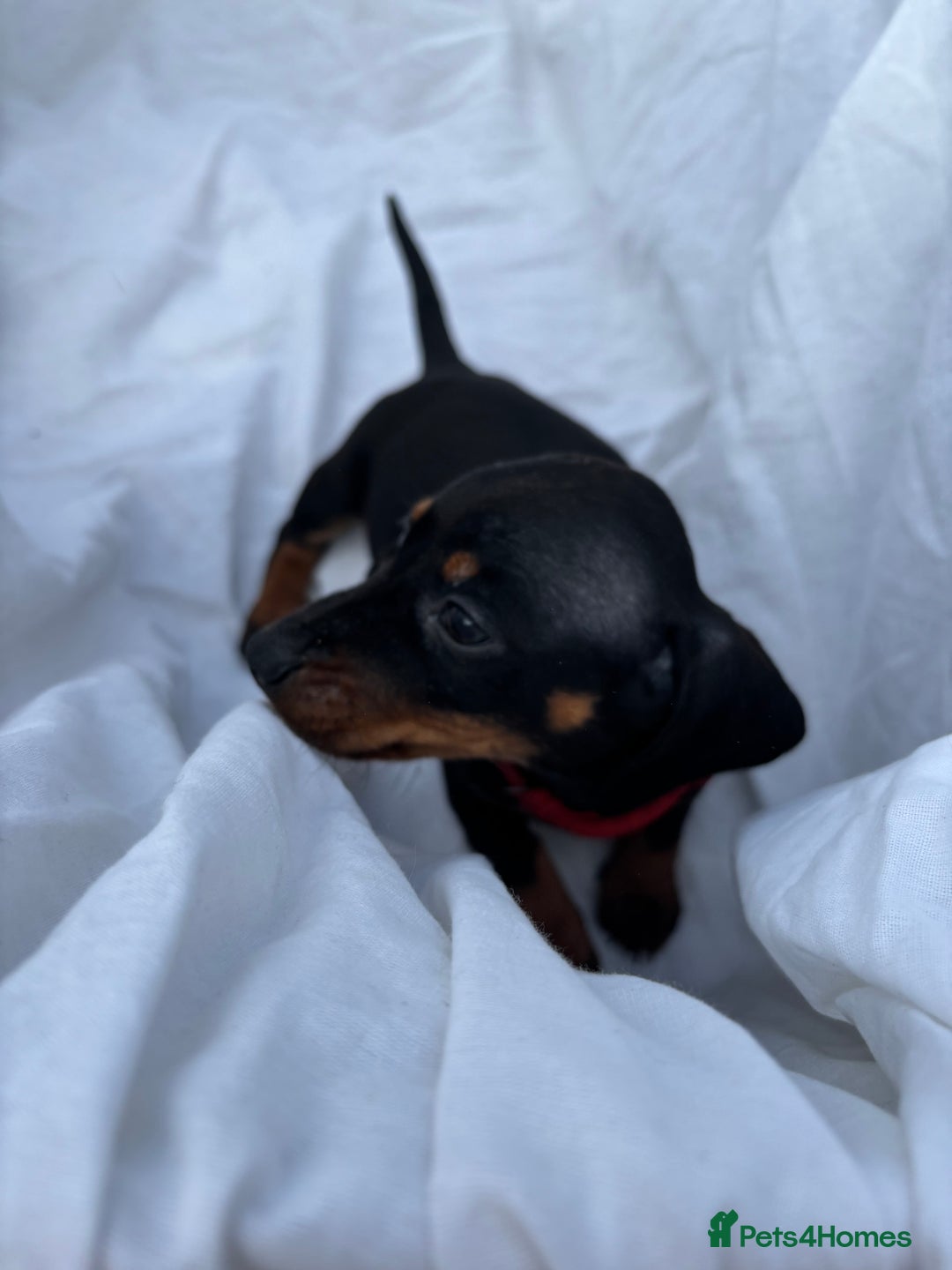 Dachshund dogs for sale: miniature dachshund   - Image 6