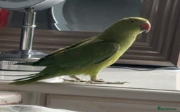 Ringnecks birds for sale: Ring neck parrot - Image 2