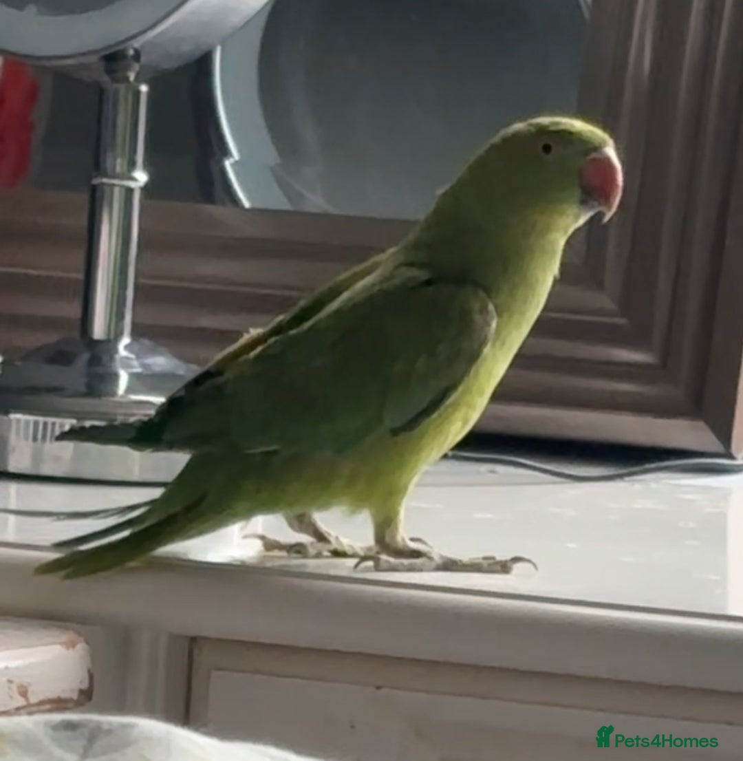 Ringnecks birds for sale: Ring neck parrot - Image 2