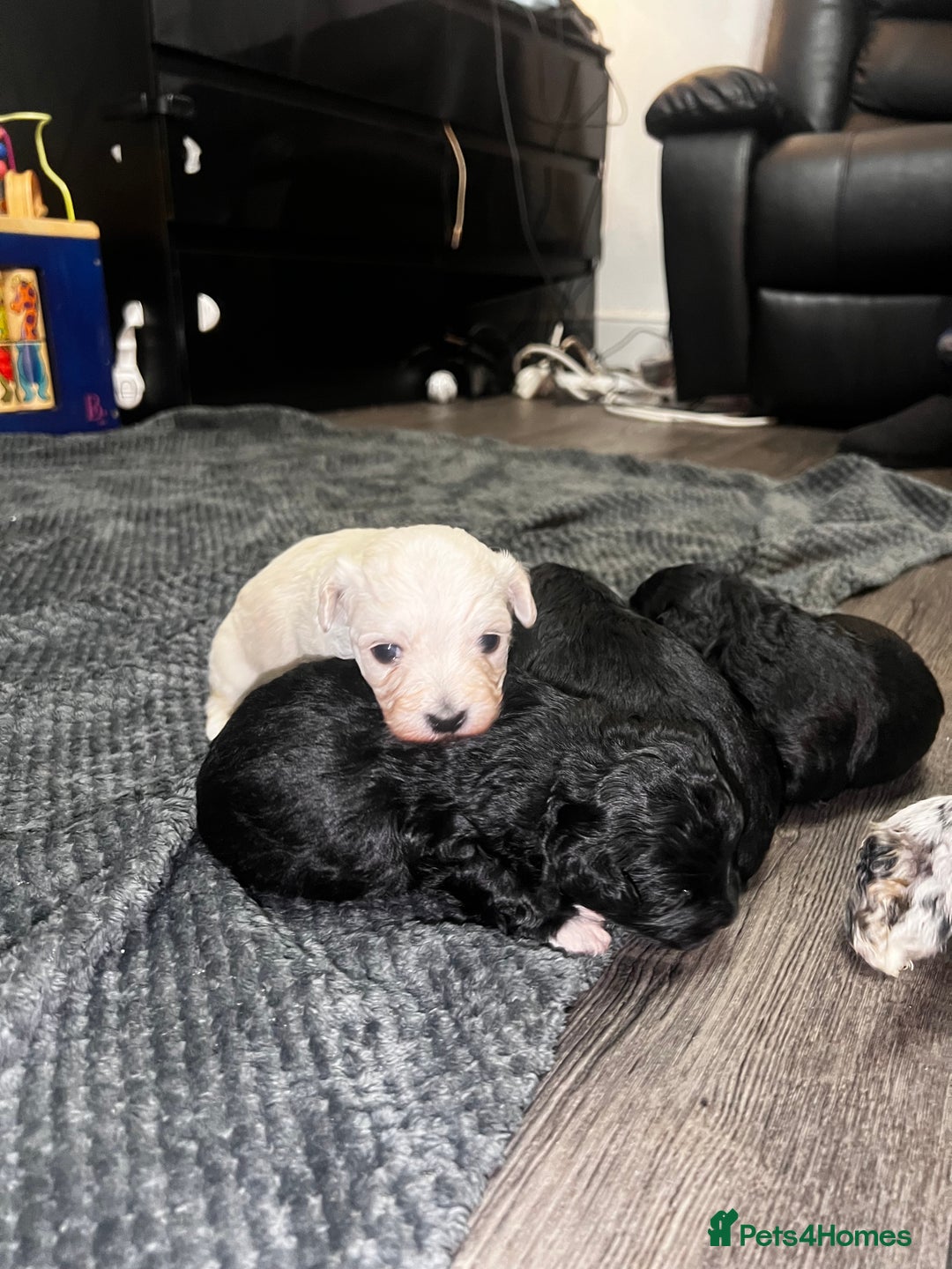 Maltipoo dogs for sale: Stunning F1 Maltipoos  - Advert 14