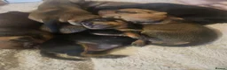 Miniature Pinscher dogs for sale: Adorable miniature pinscher puppies  - Advert 13