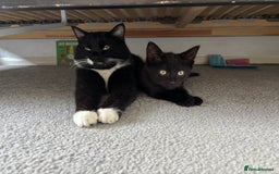 Mixed Breed cats for sale: 7 month old male  - Image 3