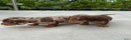 Miniature Dachshund dogs for sale: Exquisite Chocolate  Miniature Dachshunds in Ipswich - Advert 2