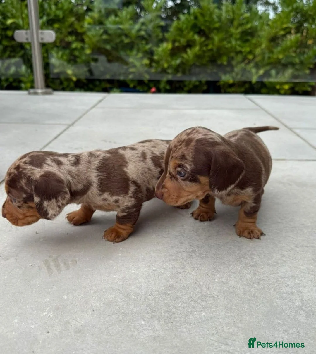 Miniature Dachshund dogs for sale: Exquisite Chocolate  Miniature Dachshunds in Ipswich - Advert 2