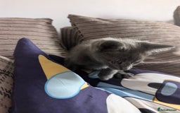 Mixed Breed cats for sale: Mixed breed kittens for sale (Last one!!!) in Melksham - Image 2