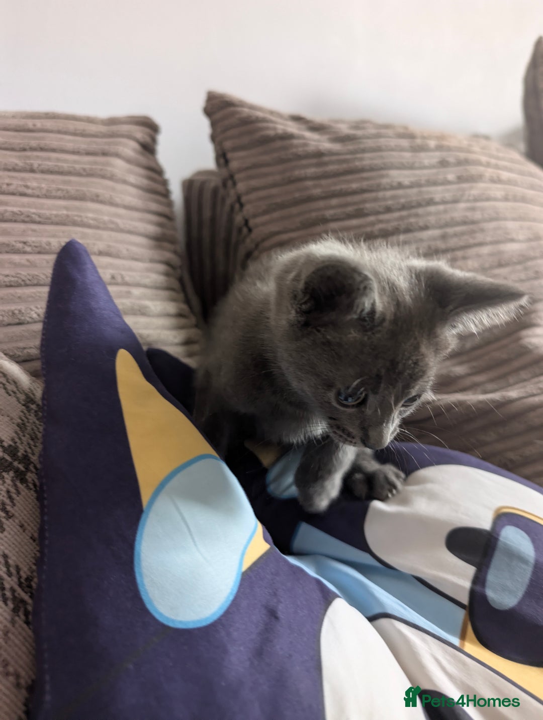 Mixed Breed cats for sale: Mixed breed kittens for sale (Last one!!!) in Melksham - Image 2