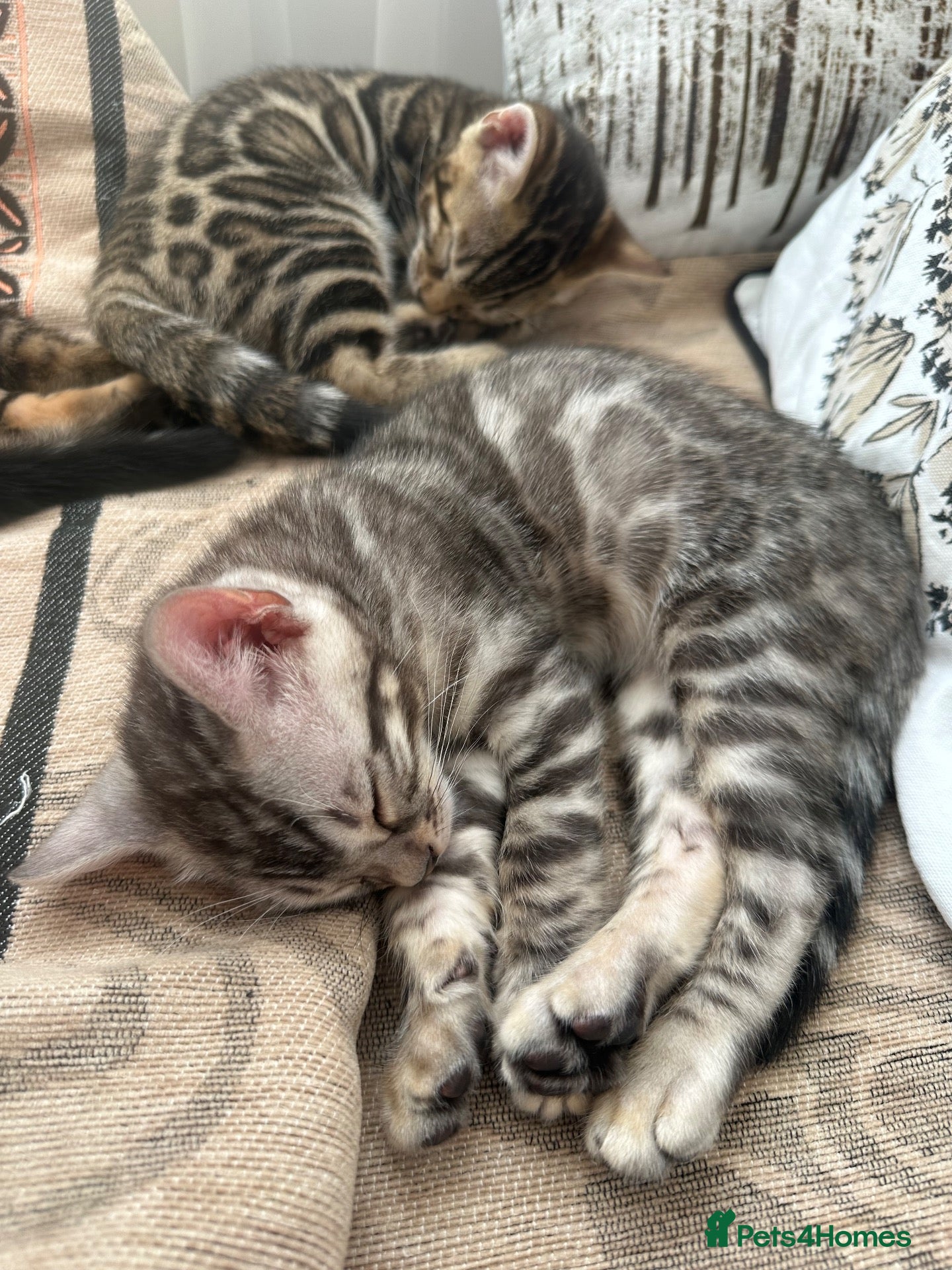 Bengal cats Bengal kittens for sale - Advert 4
