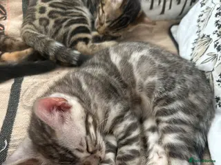 Bengal cats Bengal kittens for sale - Advert 4