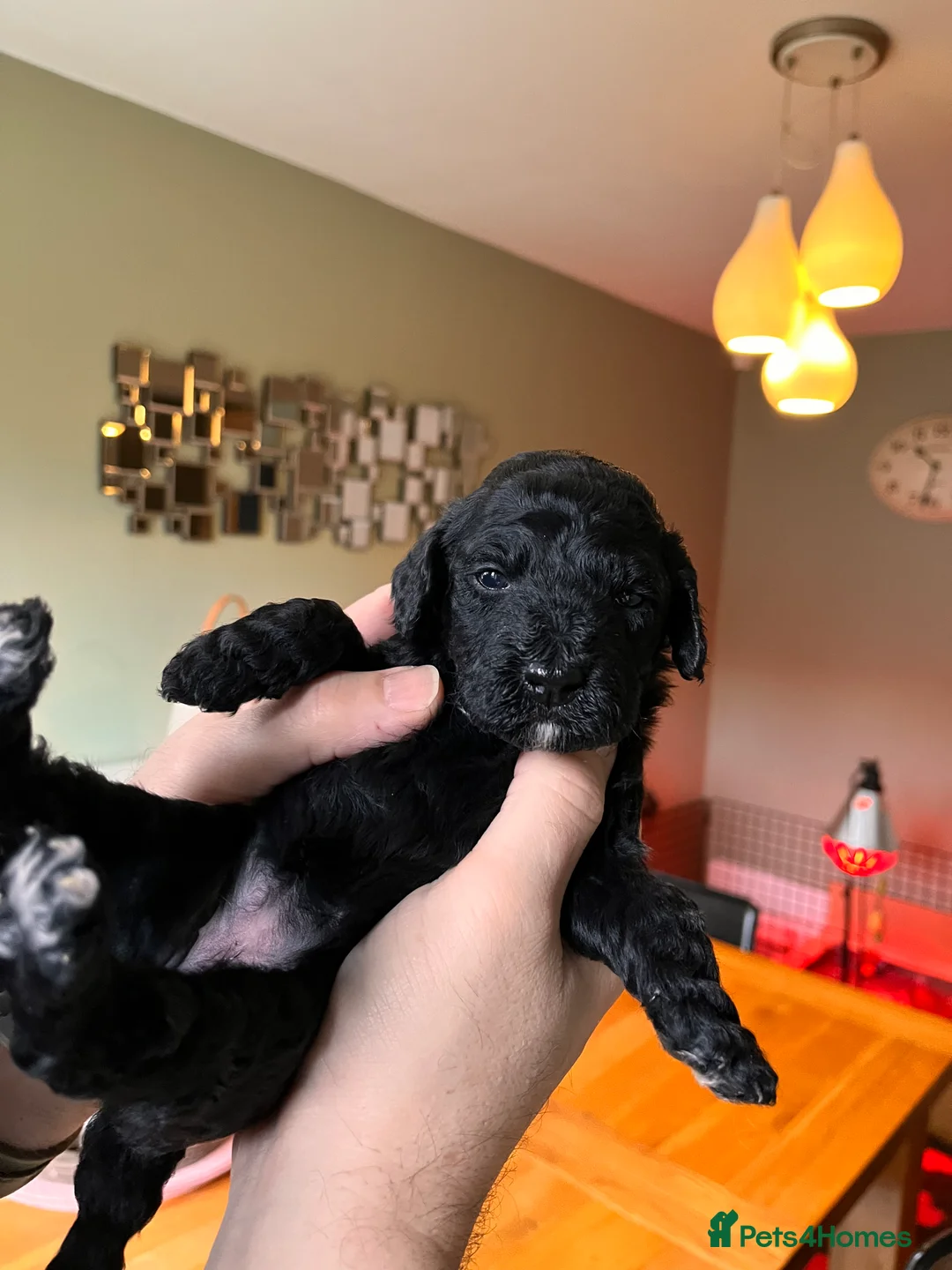 Mixed Breed dogs for sale: Stunning black Australian labradoodle pups - Advert 33
