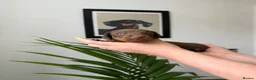 Miniature Dachshund dogs for sale: Exceptional Litter Of Smooth Haired Mini Dachshund - Advert 25