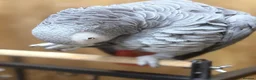 Parakeets birds for sale: African grey tamed and talk - Advert 8