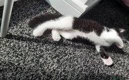 Domestic Shorthair cats for sale: Baby girl kitten  - Image 2