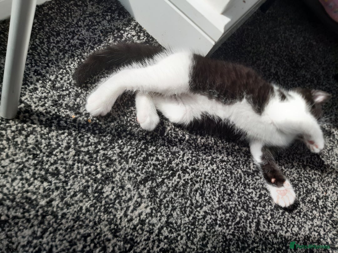 Domestic Shorthair cats for sale: Baby girl kitten  - Image 2