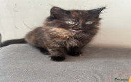 Mixed Breed cats for sale: Long haired female tortishell  - Image 2