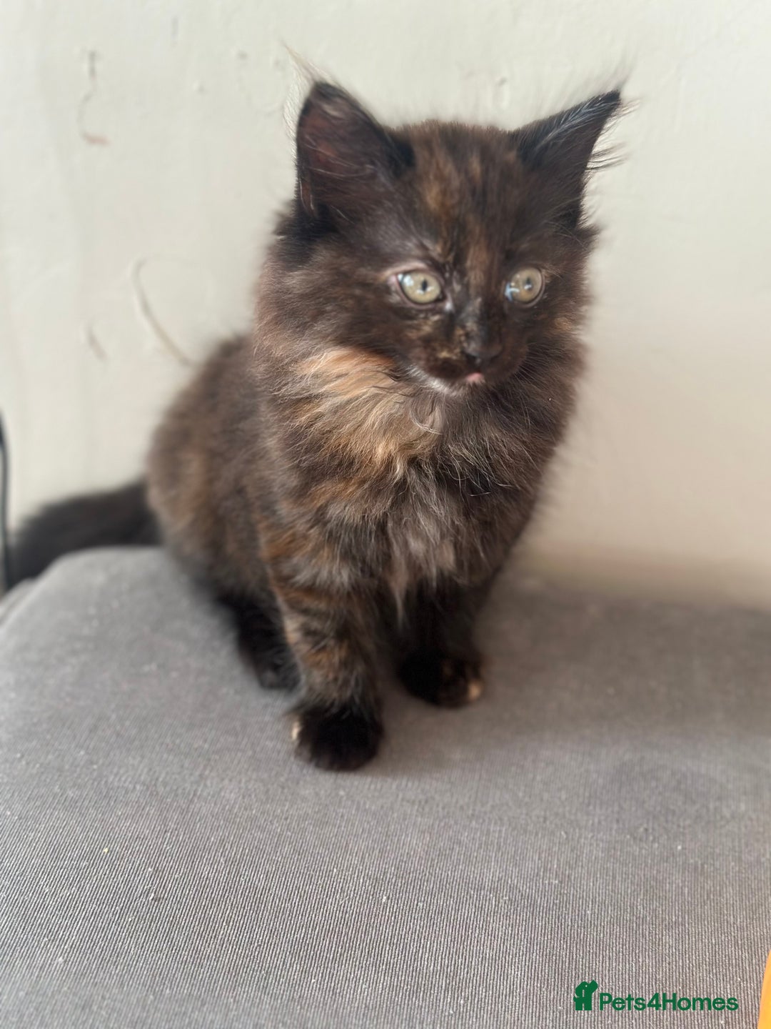 Mixed Breed cats for sale: Long haired female tortishell  - Image 2