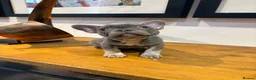 French Bulldog dogs for sale: French bulldog puppies - Advert 14