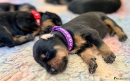 Dobermann dogs for sale: KC registered health tested Doberman puppies - Image 10