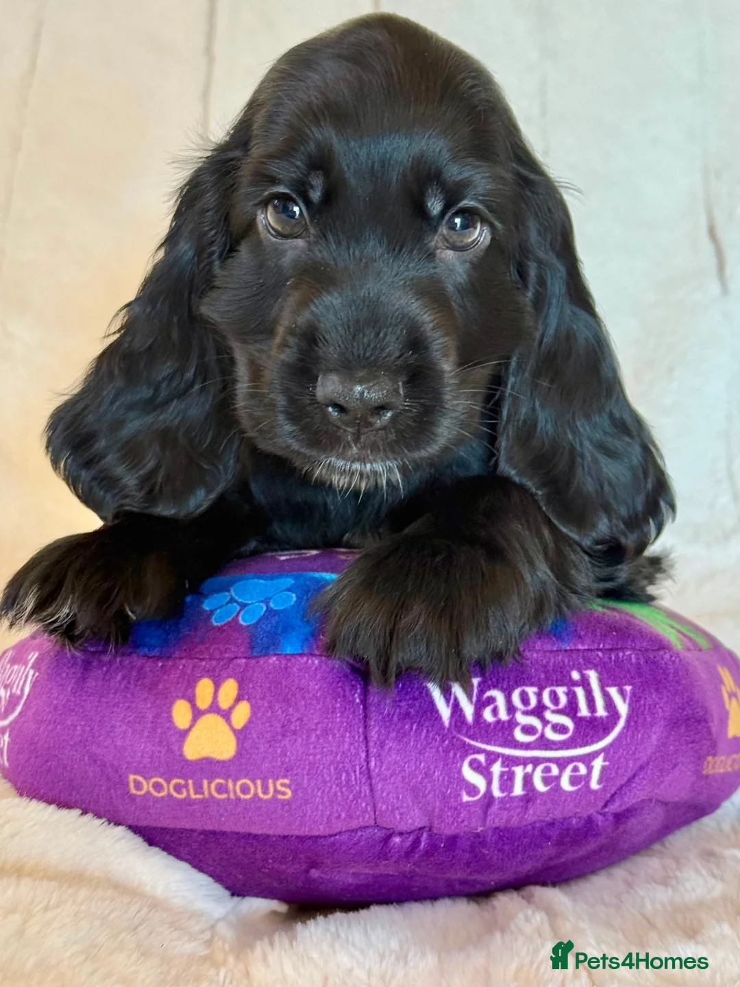 Cocker Spaniel dogs for sale: Health Tested KC Reg Showline Cocker Spaniel Pups - Advert 2