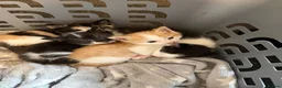 Mixed Breed cats for sale: Kittens for sale  - Advert 5