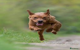 Labrador Retriever dogs for sale: Stunning Well Breed Black/Fox Red Puppies For Sale - Image 7