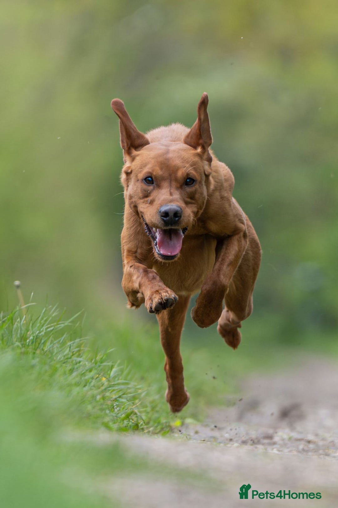 Labrador Retriever dogs for sale: Stunning Well Breed Black/Fox Red Puppies For Sale - Image 7