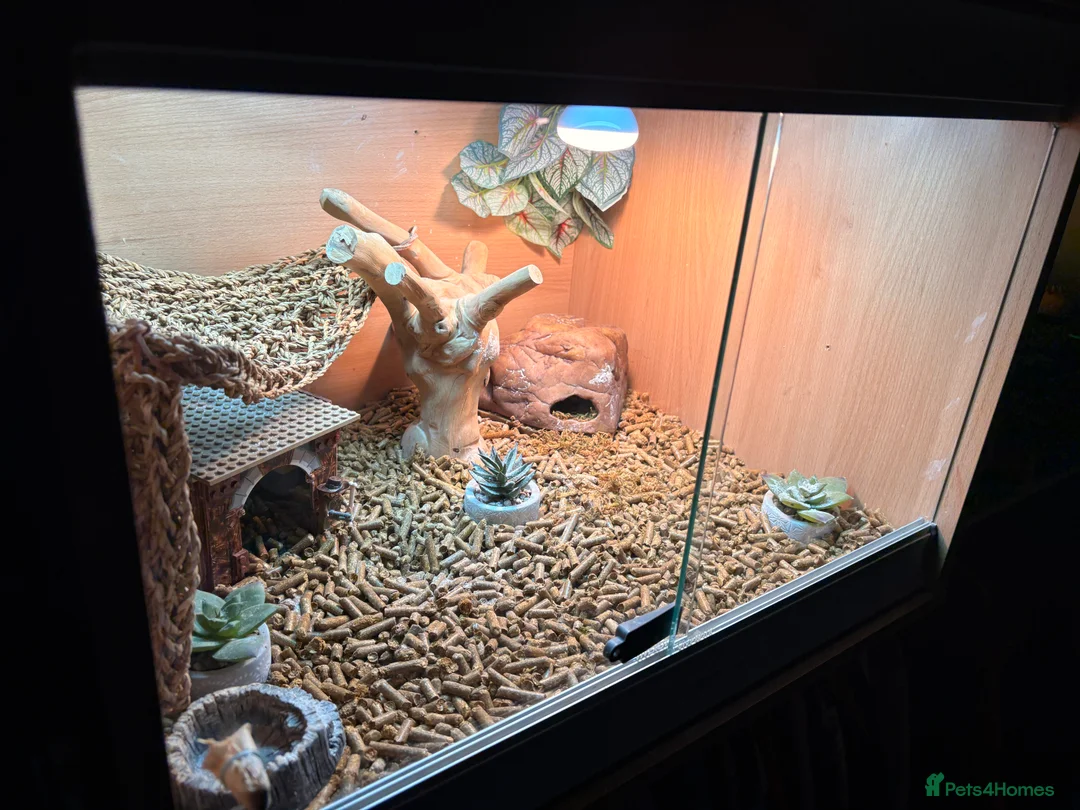 Leopard Gecko reptiles for sale: Male leopard gecko  - Advert 11