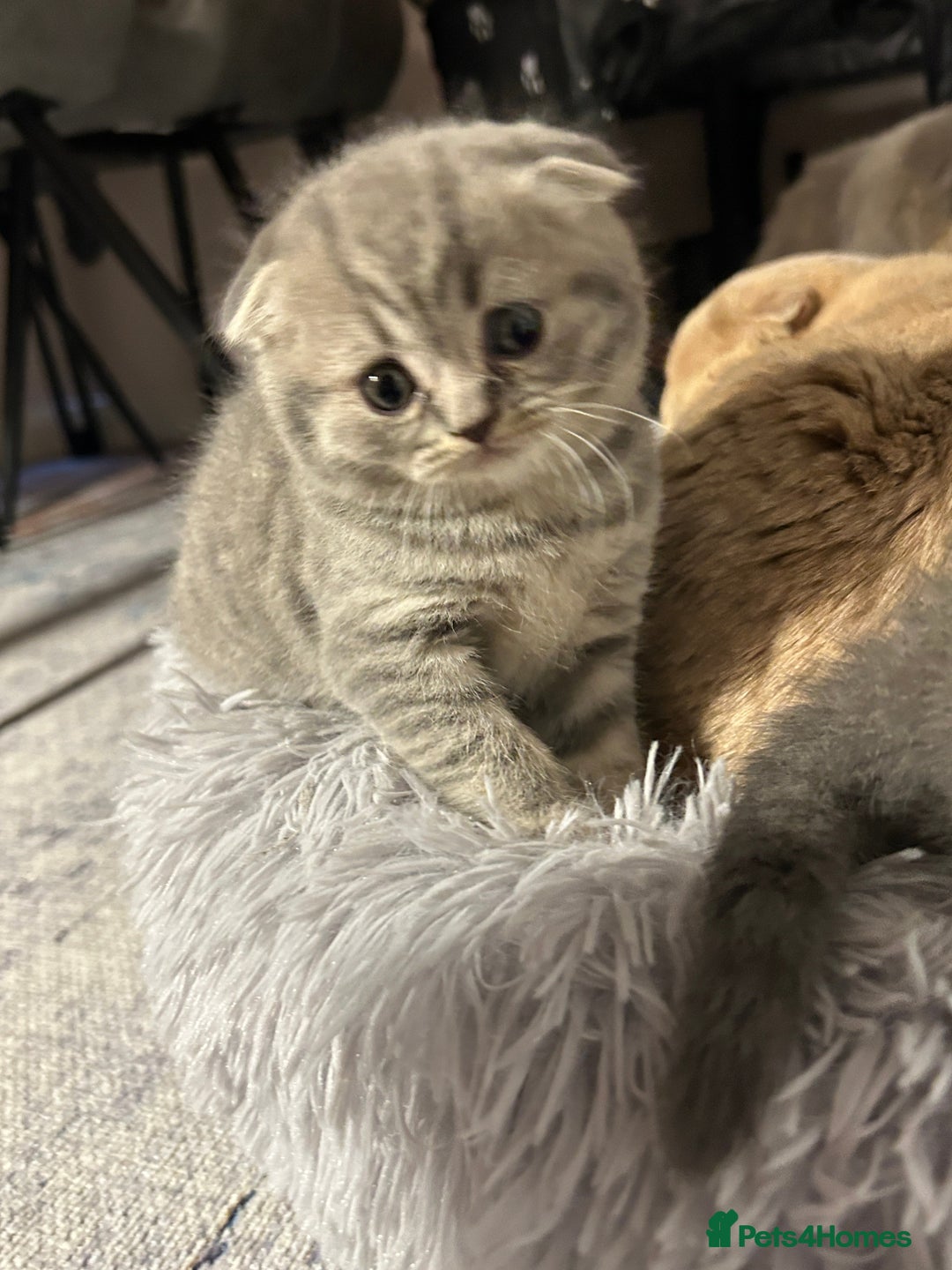 Scottish Fold cats for sale: Scottish Fold Female Kitten Blue/Silver Rare - Advert 6