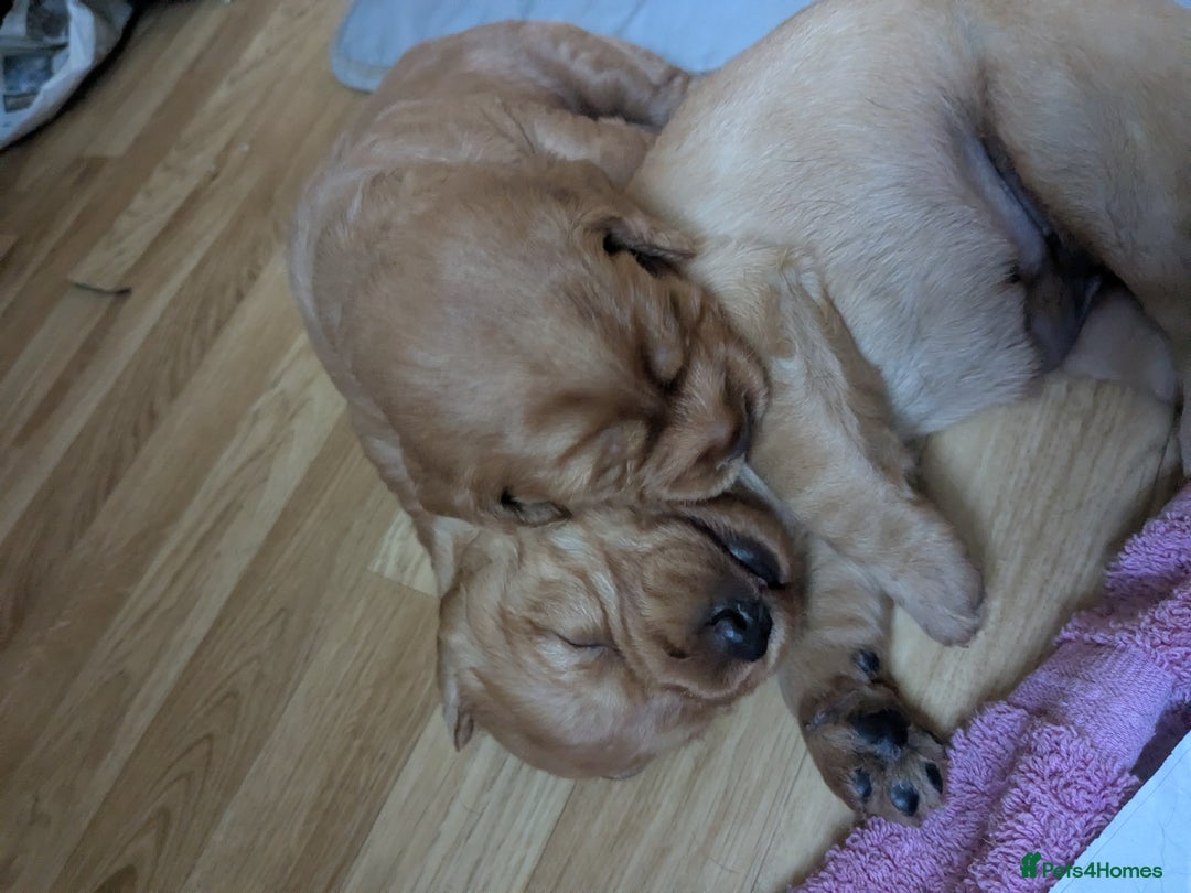 Labradoodle dogs for sale: F1 Miniature Labradoodles  - Advert 4