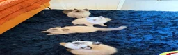 Ragdoll cats for sale: Stunning Ragdoll kittens  - Advert 8