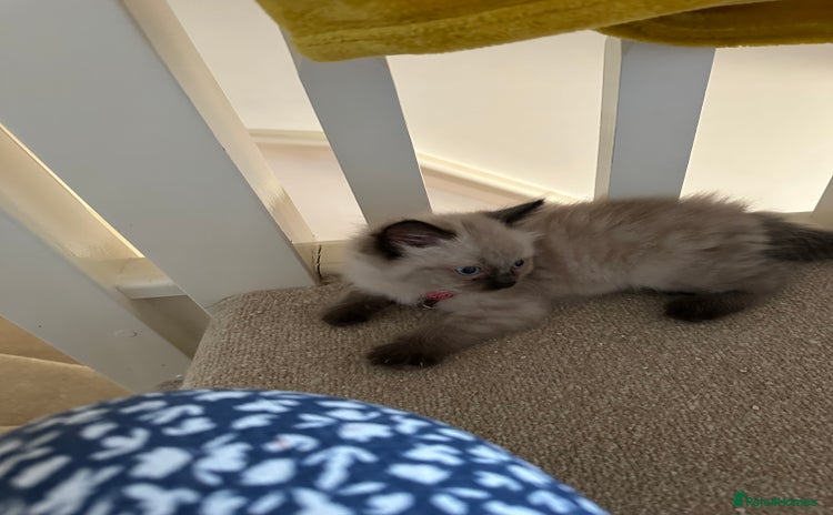 Ragdoll cats - Advert 4