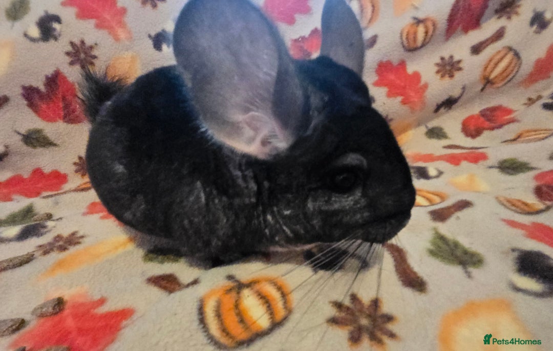 Chinchilla rodents for sale: Black pearl Carriers - Image 25