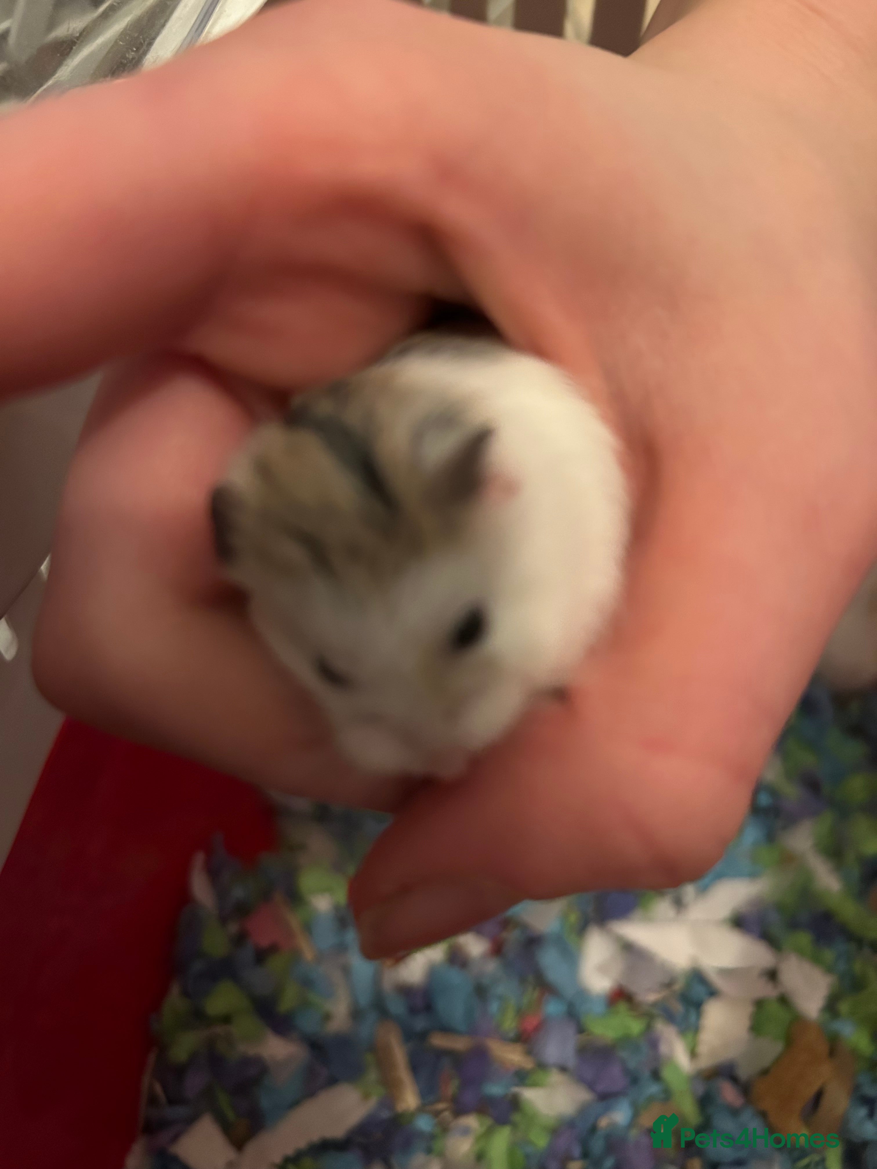 Hamster rodents Roborovski babies from show winning parent - Advert 7