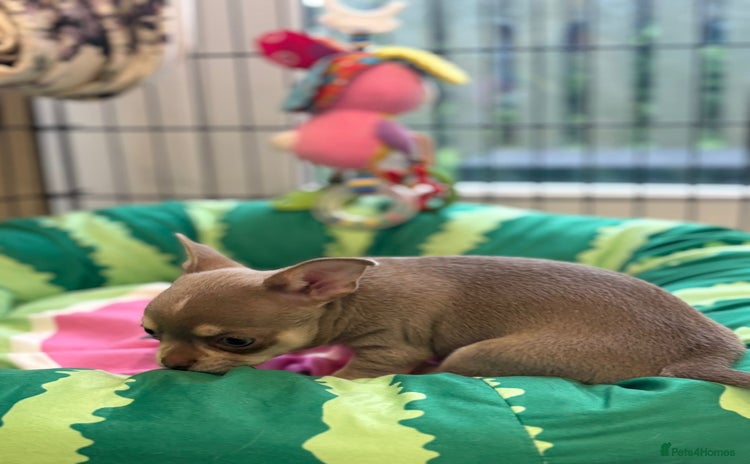 Chihuahua dogs - Advert 1