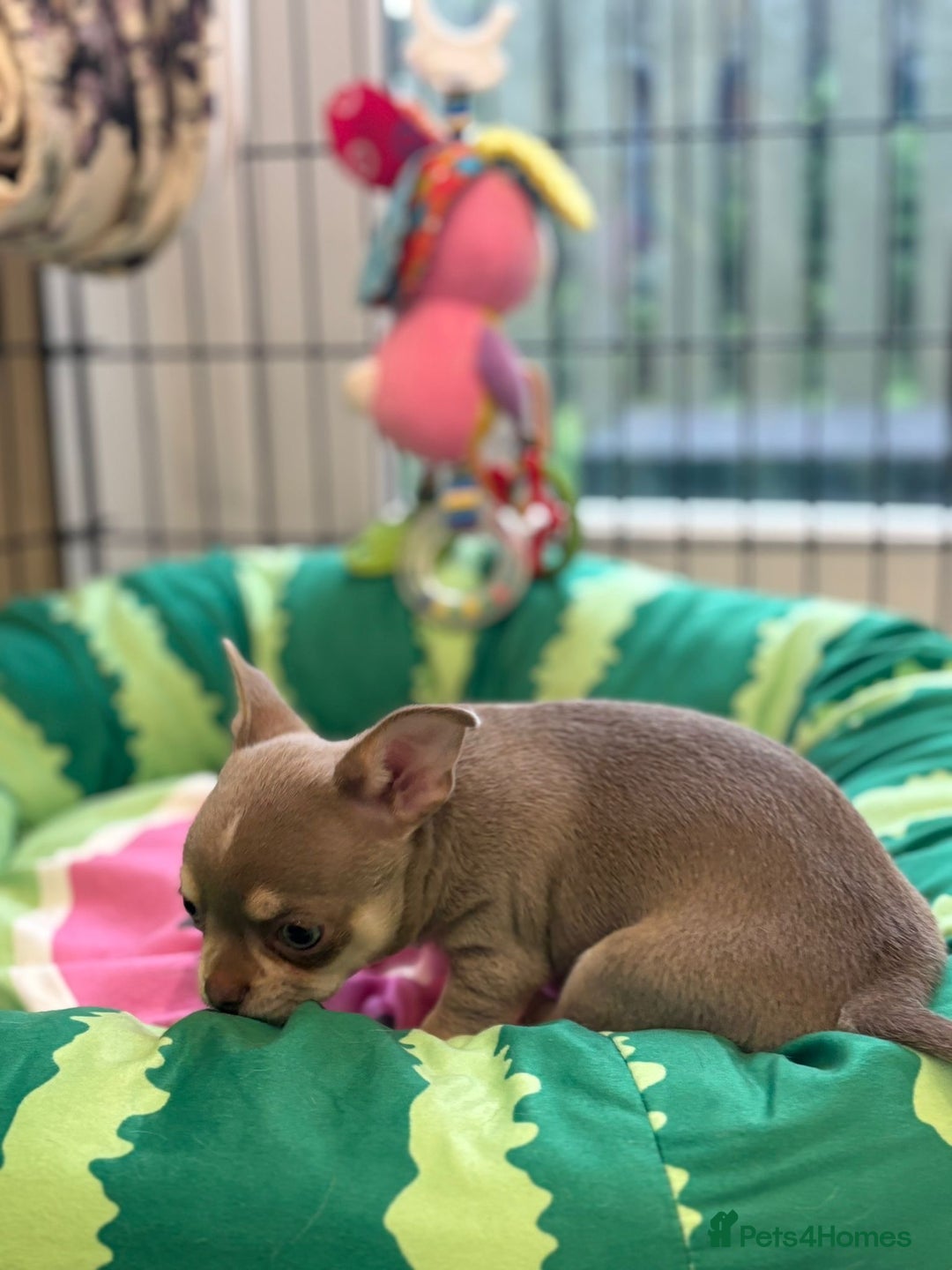 Chihuahua dogs for sale: 5⭐️Licensed Breeder! BEAUTIFUL BOY ready 21/8 💙 - Image 2