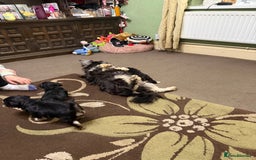 Havanese dogs for sale: Beautiful Havanese Puppies  - Image 3