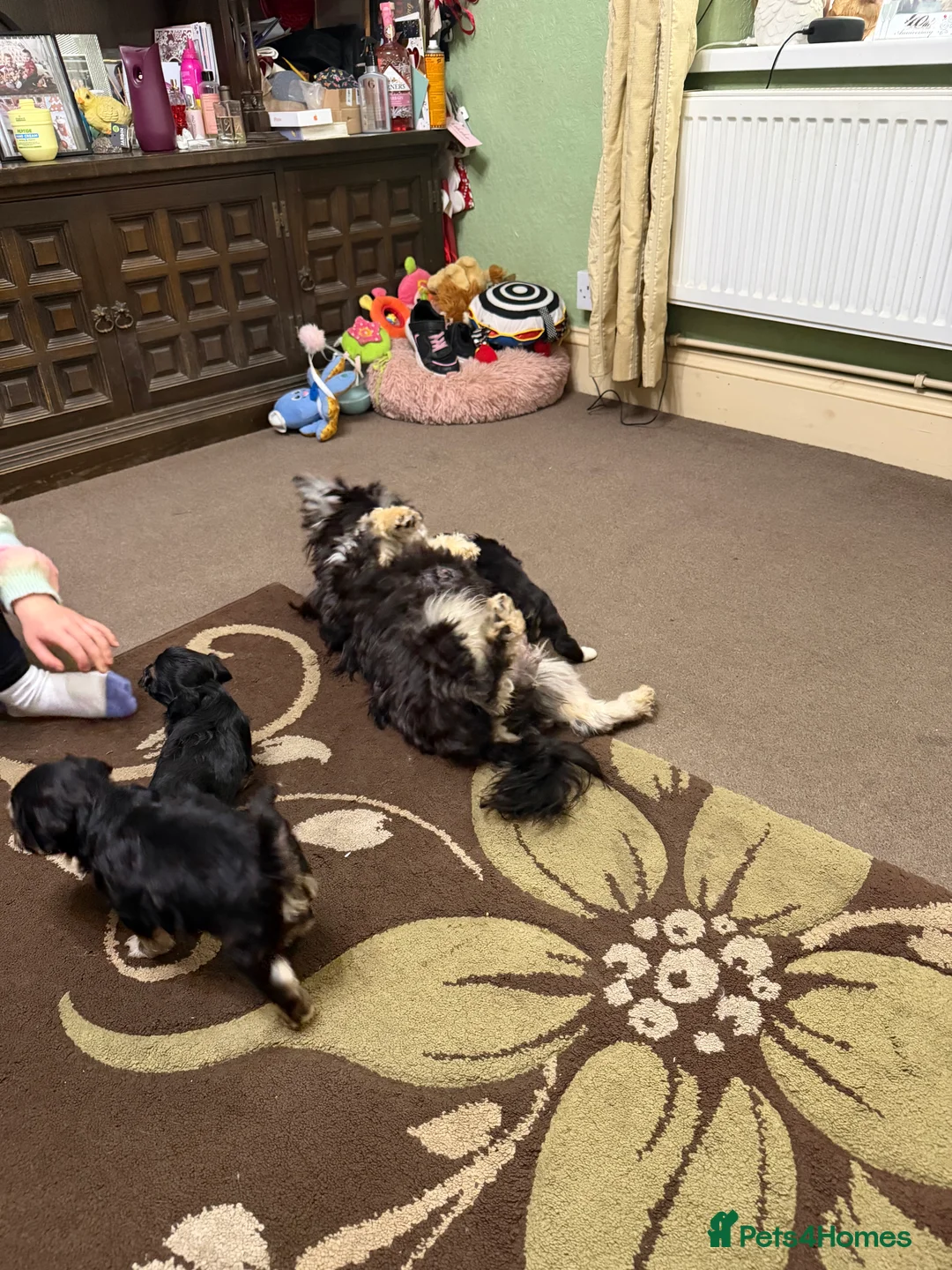 Havanese dogs for sale: ***Beautiful Havanese Puppies *** - Advert 11