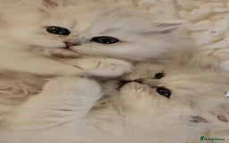 Persian cats for sale: Persian kittens  - Image 14