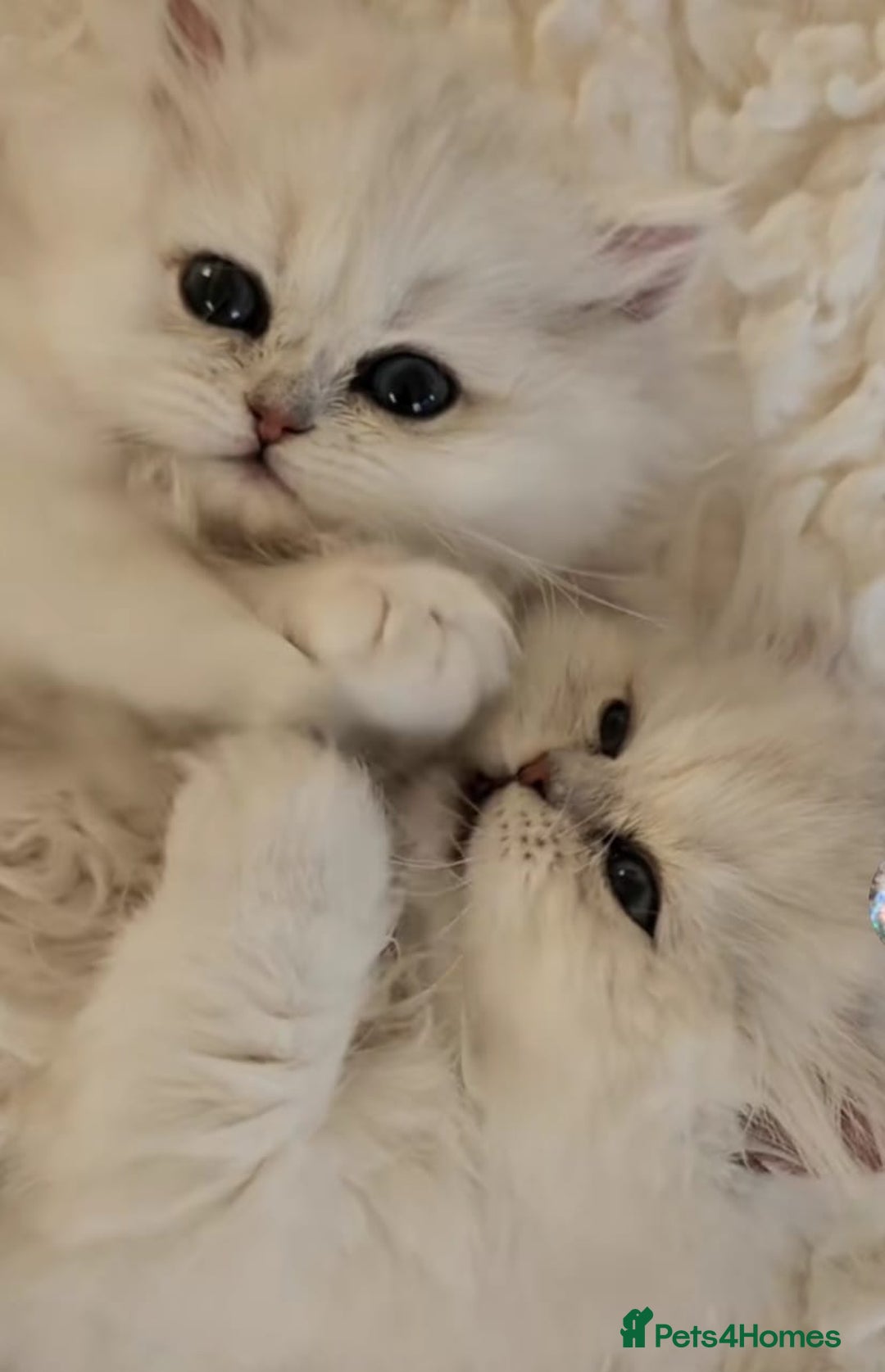 Persian cats for sale: Persian kittens  - Image 14