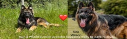 German Shepherd dogs for sale: GERMAN SHEPHERD LONG COATED PUPPIES - Advert 1