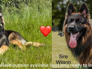 German Shepherd dogs - Advert 23