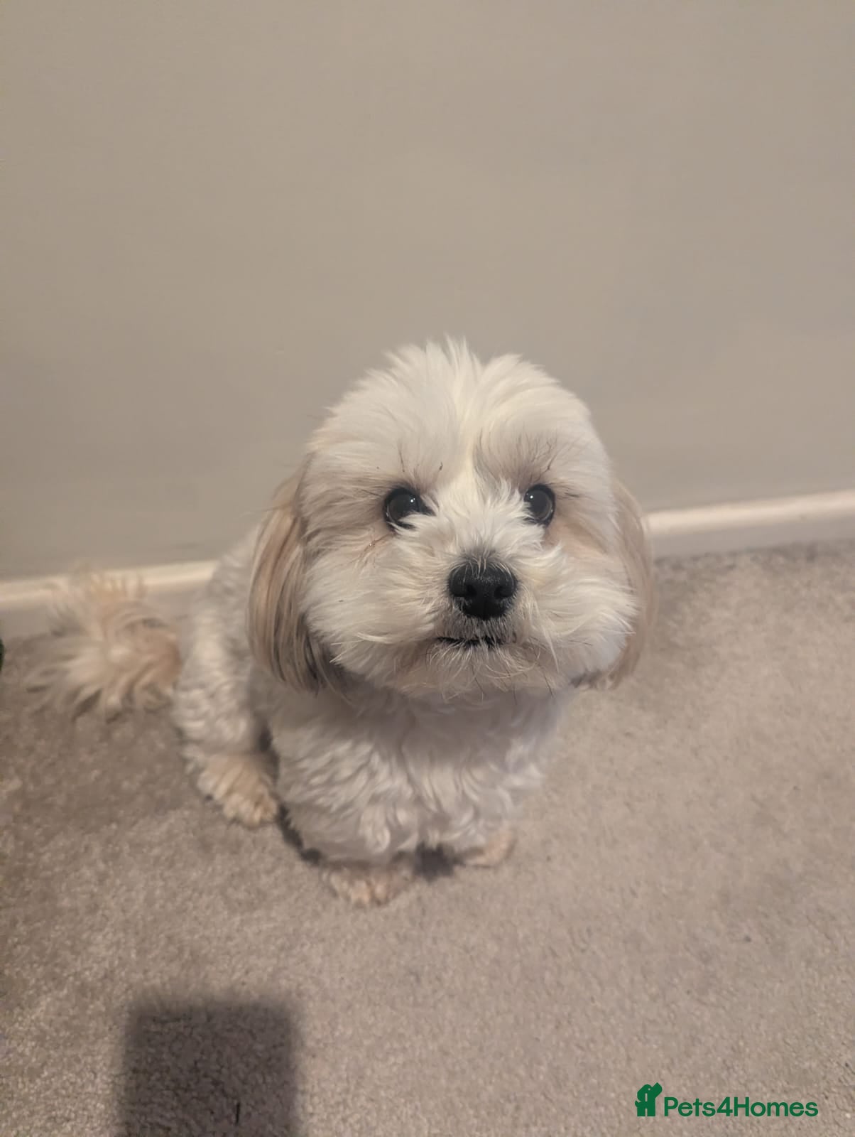 Malshi dogs for sale: 2 Malshi girls for sale to loving homes in Stockton-on-Tees - Advert 2