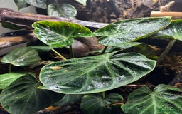 Gecko reptiles for sale: creamsicle lily white crested gecko  - Advert 5