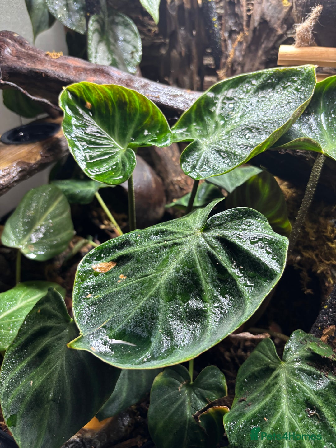 Gecko reptiles for sale: creamsicle lily white crested gecko  - Advert 5