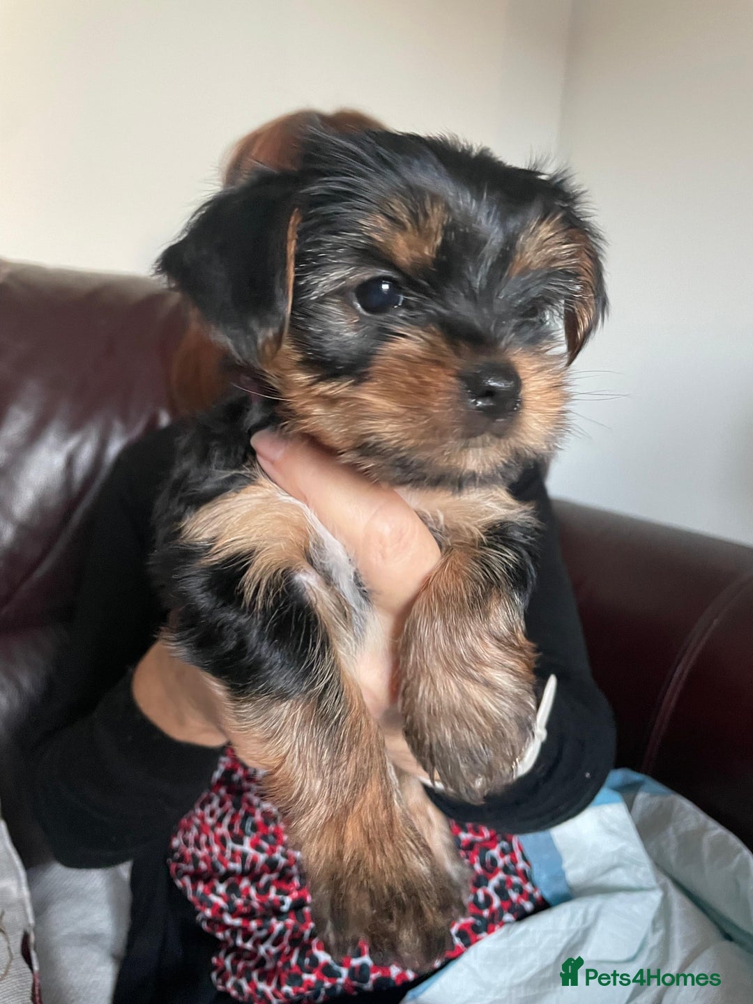 Yorkshire Terrier dogs for sale: Miniature Yorkshire Terrier Puppies  - Advert 19