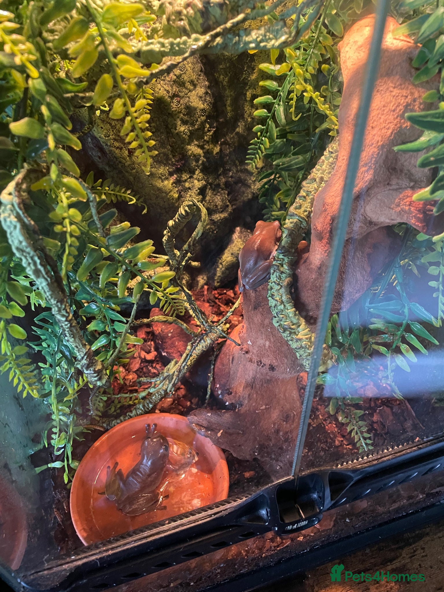 Frog reptiles White tree frogs - Advert 1