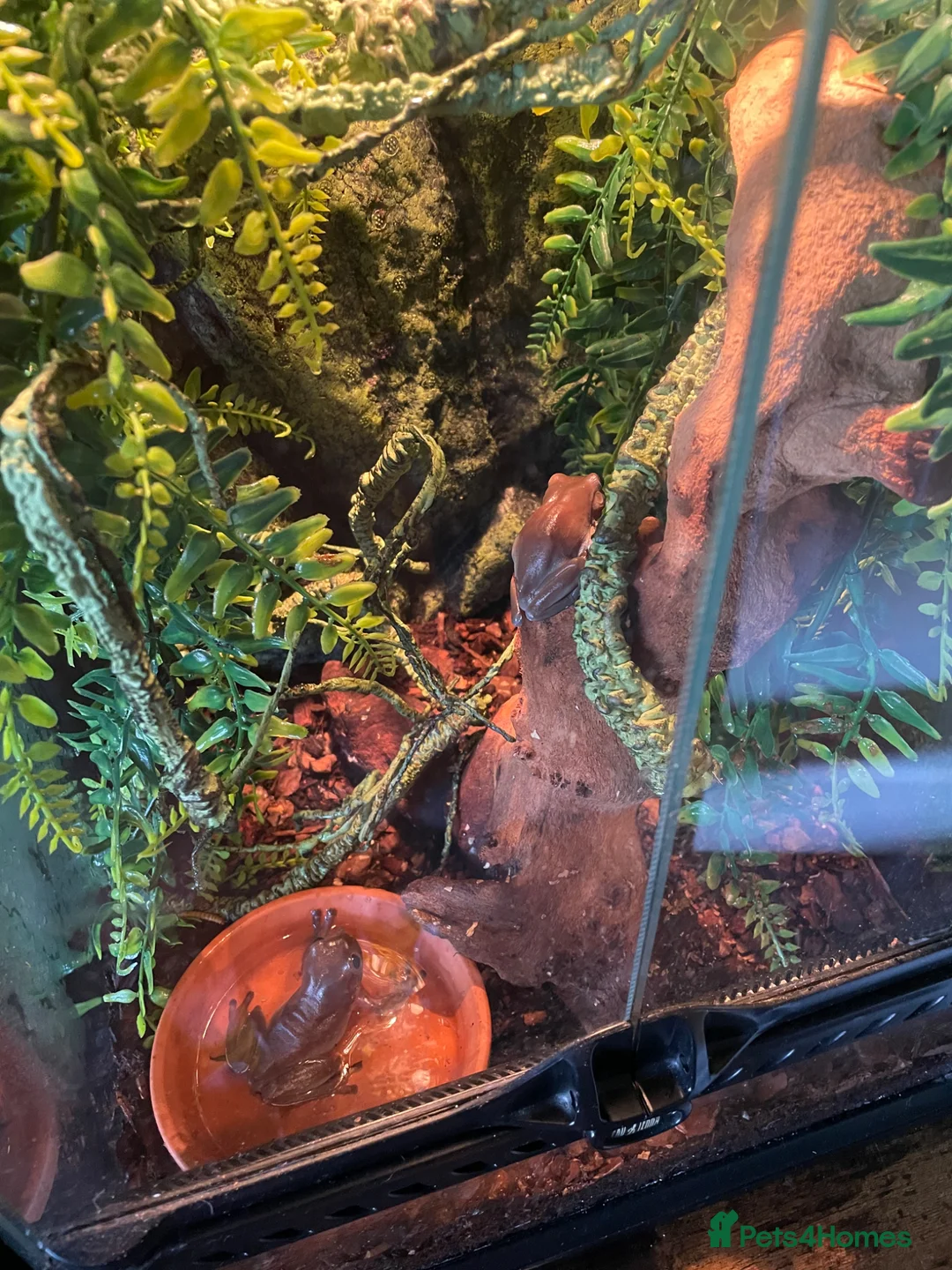 Frog reptiles for sale: White tree frogs - Advert 1